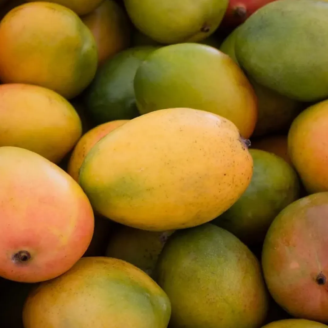 A Grade Fresh Mango Fruit